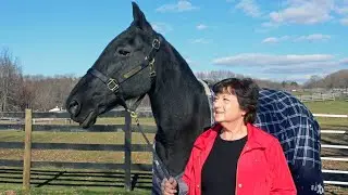 Equine Advocates: The Past, The Present & Our Future
