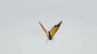 Green screen effects | Butterfly | No copyright