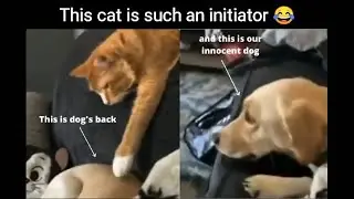 Your Daily Internet Scoop #5