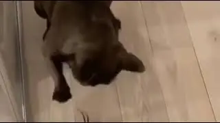 Это же паук! Взять его!