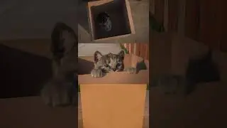 CAT NEED A HOME 🙀