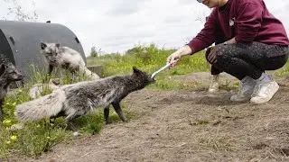 Artic Fox experience, meet them up close