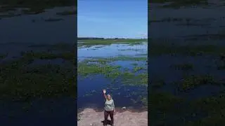 Brazilian Pantanal MT ASMR