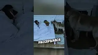 Этот пес не мог допустить, чтобы его друг замерз 🐶 