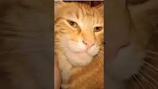 #мемы