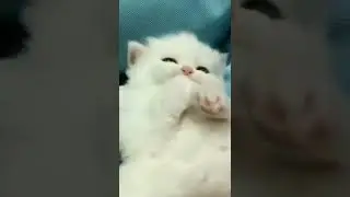 Funny Kittens Video 😻🤣 Baby Cats 🐾😁