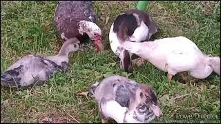 Утка без лап, хорошая мама.