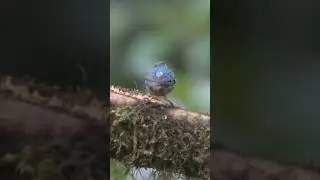 Love birds in nature 