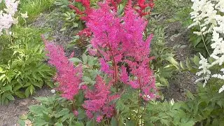 Астильба Арендса Глория - Gloria. Arendsii Hybrida