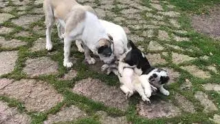 Алабай. Игры со взрослыми. Щенки Алабая || Alabai puppy || Dog