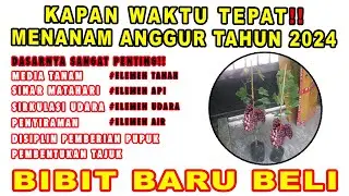 Kapan Waktu yang Tepat Menanam Anggur🔎 Cara Menanam Anggur Import 2024 ‼️