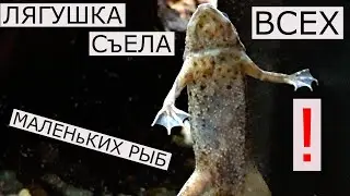 Аквариумные лягушки. Кормление живыми червями. Аквариум 120 литров