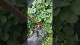 Высаживаю молодую рассаду клубники в старые грядки.