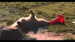Polar Bear Gets Cone Stuck on Head