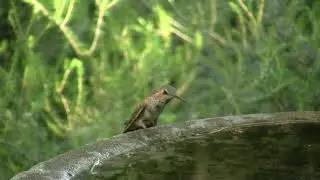 Heat 115F/46C; Hummingbird's Tongue. Жара 46С; язык колибри (2496sp)