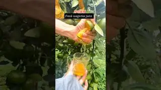 The Most Fresh Fruit Direct From The Trees #fruit #garden #naturelovers