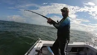 Bludger trevally