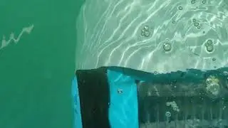 Мы решили назвать его Себастьяном😁