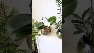 #sphagnum_eco #orchid #сфагнумфускум #plants #flowers #houseplants #орхомания #home #myplant