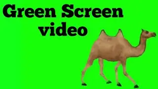Camel Green Screen animation video