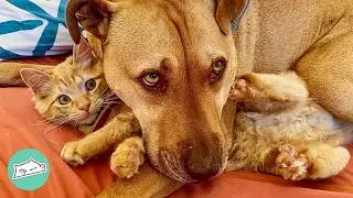 Bossy Kitten Plays With Pittie Big Brother Like A Dog | Cuddle Buddies