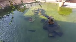 Respondendo, o que sua tartaruga come saalada