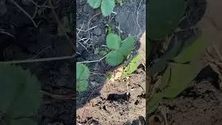 Как размножается клубника 🍓