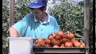 8  Выращивание томатов  Технология изобилия урожая по методу Миттлайдера)