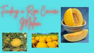 How to Tell If a Canary Melon Is Ripe!