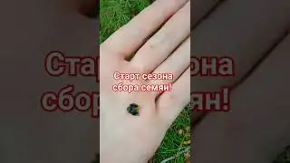 где взять #семена можжевельника бесплатно? #лайфхак