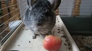 Шуша, хрум хрум, ням ням, хрум хрум.