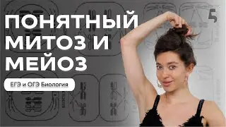САМЫЙ ПОНЯТНЫЙ РАЗБОР ТЕМЫ: митоз и мейоз к ОГЭ и ЕГЭ по Биологии