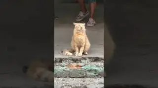 Кот не понимает что происходит #shorts #юмор #приколы
