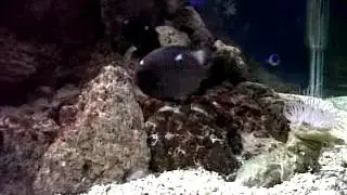 Dascyllus bimaculatus in deposizione.3GP