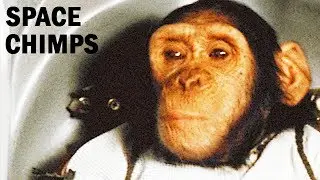 Chimp Test Pilots | Aeromedical & Bioastronautics Research | USAF Documentary | 1967