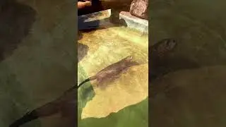Бразильский зоопарк