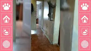 Самые высокие прыжки кота 2