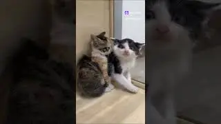 Когда не любишь прививки