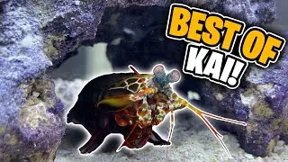 Best of KAI THE MANTIS SHRIMP!!