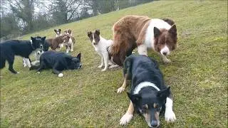 Border collie puppies: play is preparation for work