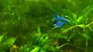 Betta splendens