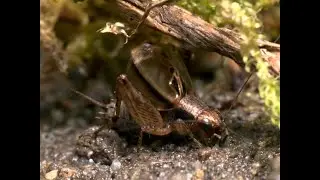 【音ありスロー動画】シバスズ鳴く