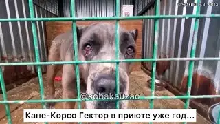 Кане-Корсо Гектор ждет своего хозяина в приюте уже год... Проект помощи Собака Юзао.