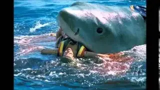 German Backpacker Shark Attack Caught On Tape Australia Real OR Fake 2