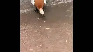 🦆 Огари из парка Дубки в Москве нападают на прохожих, защищая свою территорию