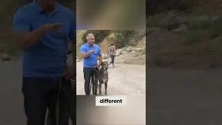 #1 Amazing Dog Transformation  Calmness in Seconds!
