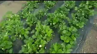 видео отзыв Мурано кассета