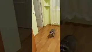 Еноты в гостях на базе Эко-курорт Юг