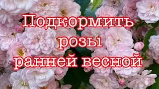 ЧЕМ Я ПОДКАРМЛИВАЮ РОЗЫ РАННЕЙ ВЕСНОЙ.