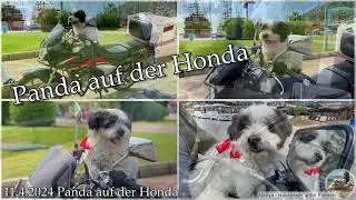 Im Hafen von Alanya. Panda auf der Honda